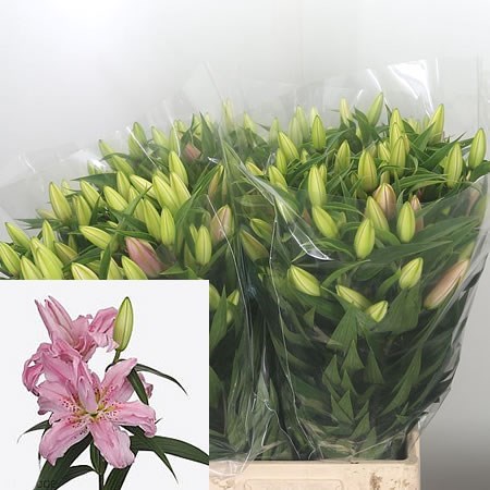 LILY ORIENTAL - DIANTHA