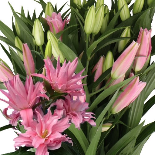 LILY ORIENTAL - DIANTHA