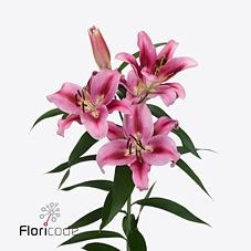 LILY ORIENTAL - DONACION
