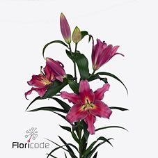 LILY ORIENTAL - DORCEY