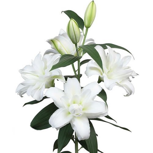 LILY ORIENTAL - DOUBLE AROSA
