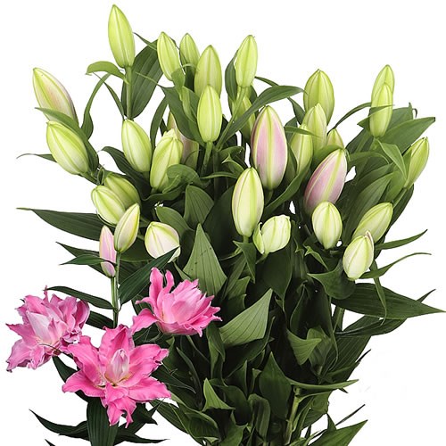 LILY ORIENTAL - DREAMLINE