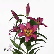 LILY ORIENTAL - EMPOLI