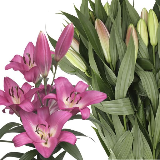 LILY ORIENTAL - ESSENCE