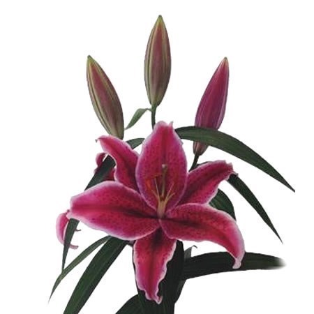 LILY ORIENTAL - EUPHORIA