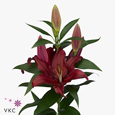 LILY ORIENTAL - FIREBOLT