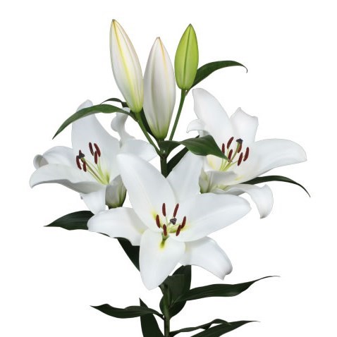 LILY ORIENTAL - GALIBIER