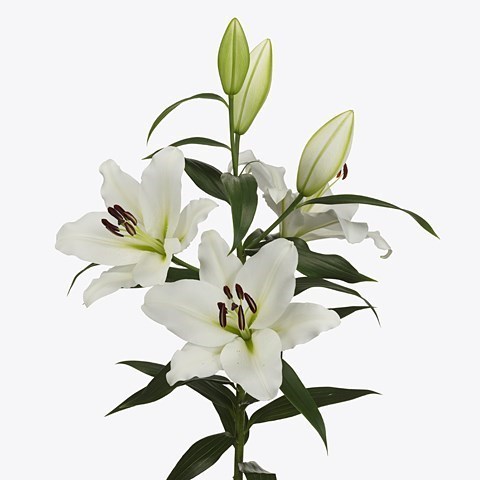 LILY ORIENTAL - GENZANO