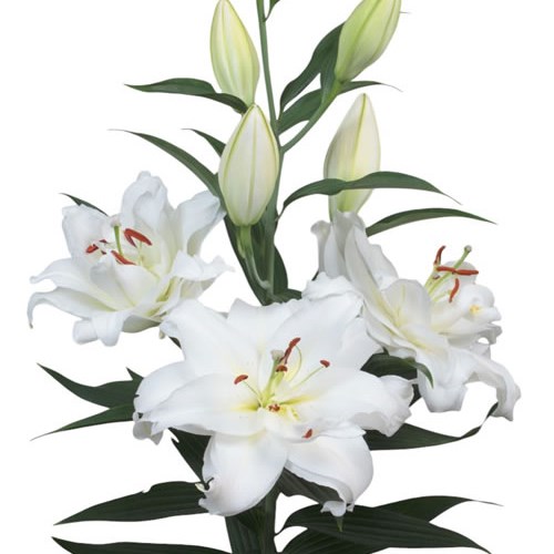 LILY ORIENTAL - GUAPA