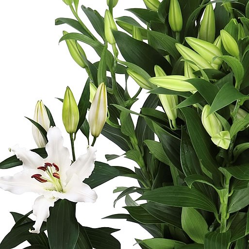 LILY ORIENTAL HELVETIA 90cm 4+ | Wholesale Dutch Flowers & Florist
