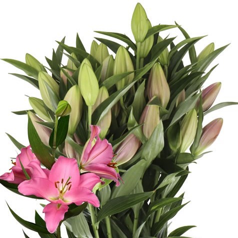 LILY ORIENTAL - IBIZA