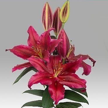 LILY ORIENTAL - JACKSONVILLE