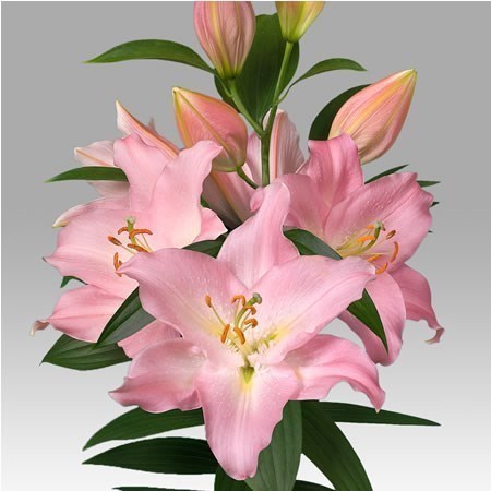 LILY ORIENTAL - JETAIME