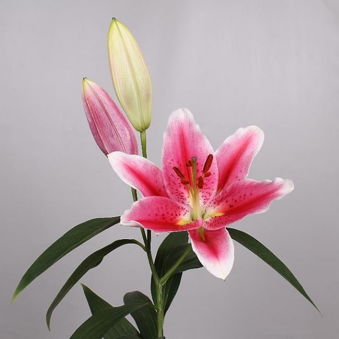 LILY ORIENTAL - JOOP