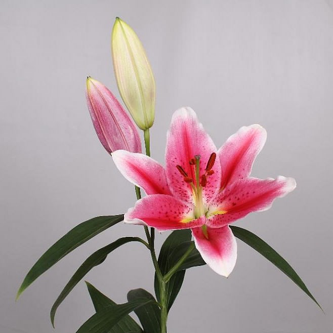 LILY ORIENTAL - JOOP