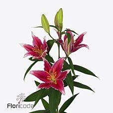LILY ORIENTAL - KINGS CROSS