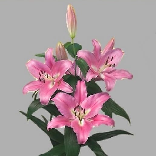 Lily‼️ Short Stemmed Lilies Mixed 14/16cm | J Parker Dutch Bulbs