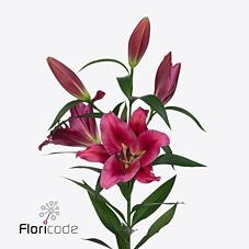 LILY ORIENTAL - LARGO