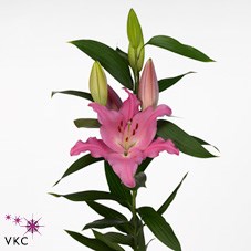 LILY ORIENTAL - LEXUS