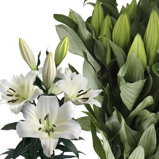 LILY ORIENTAL - LOWLAND