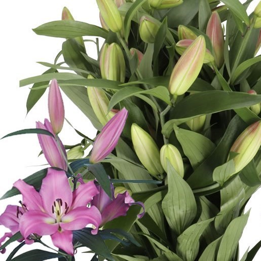 LILY ORIENTAL - MALDANO