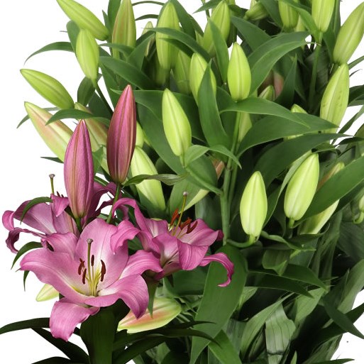 LILY ORIENTAL - MASTER 100cm 5+ | Wholesale Dutch Flowers
