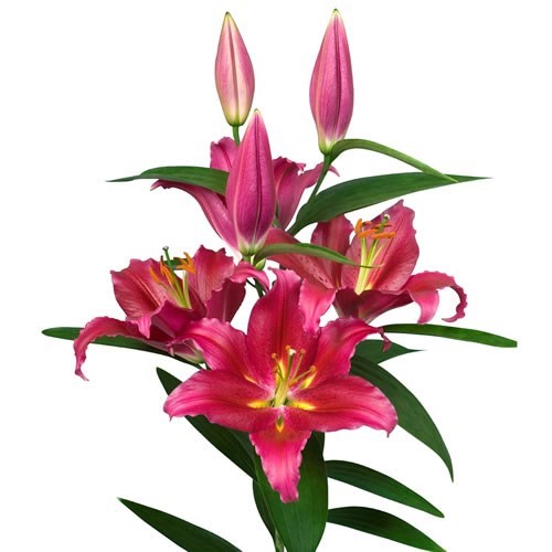 LILY ORIENTAL - MERAPI
