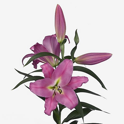 LILY ORIENTAL - MOLDANO