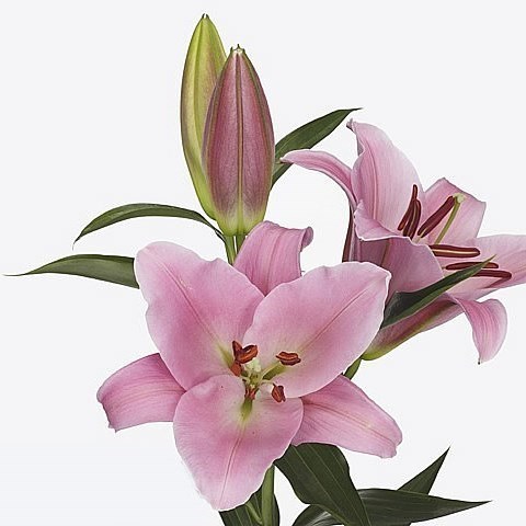 LILY ORIENTAL - MONSANO