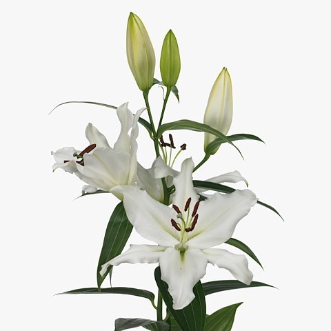 LILY ORIENTAL - MONTENEU
