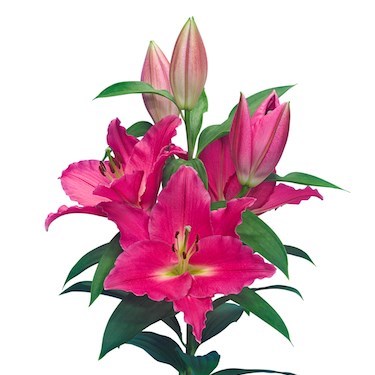 LILY ORIENTAL - MUNDANA