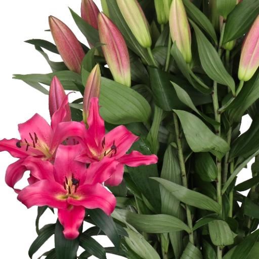 LILY ORIENTAL - NOTTING HILL