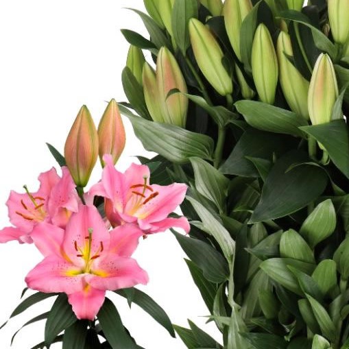 LILY ORIENTAL - PASSIONE