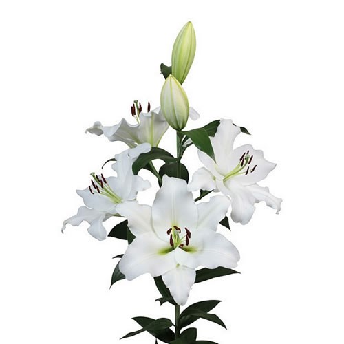 LILY ORIENTAL PETACAS 100cm 4+ | Wholesale Dutch Flowers & Florist