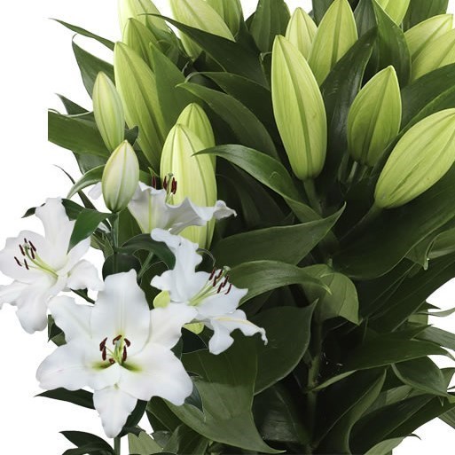 LILY ORIENTAL - PETACAS