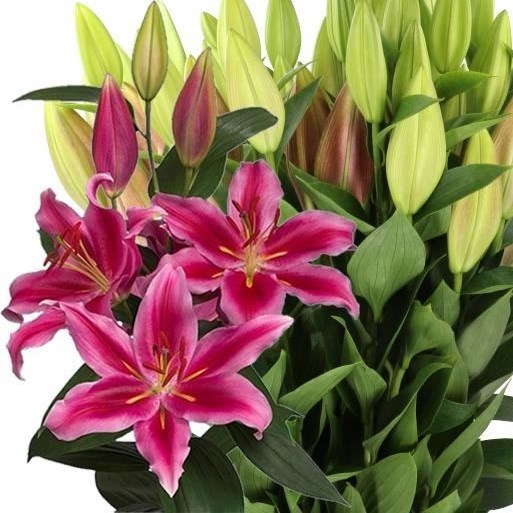LILY ORIENTAL PETER SCHENK