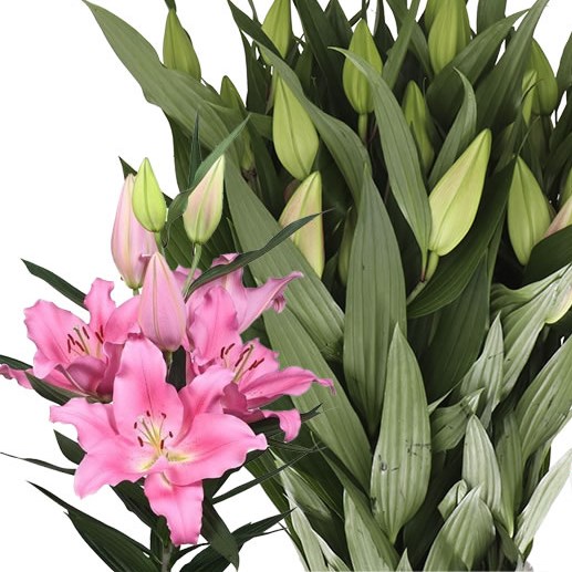 LILY ORIENTAL - PRAIANO