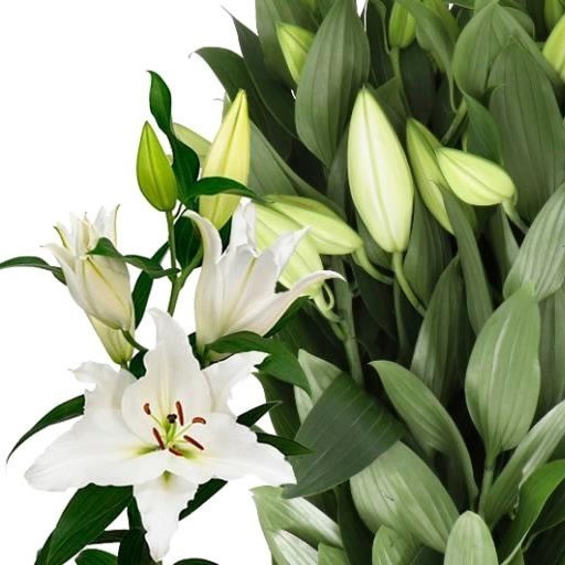 Lily LILY ORIENTAL PREMIUM BLOND 85cm 4+ | Wholesale Dutch Flowers