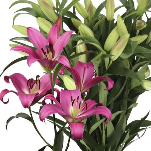 LILY ORIENTAL - PROFUNDO