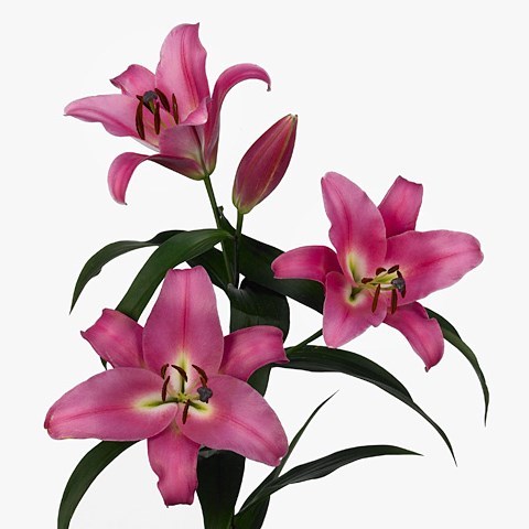 【Lily】 LILY ORIENTAL - ROSELILY VIOLA 90cm 4+ | Wholesale Dutch