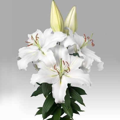 LILY ORIENTAL - PROPOSAL