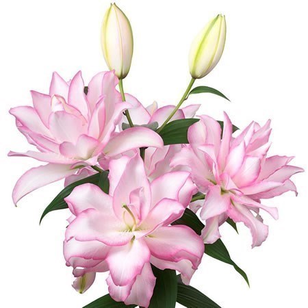 LILY ORIENTAL - ROSELILY ANOUSKA