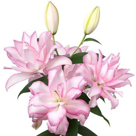 LILY ORIENTAL - ROSELILY ANOUSKA