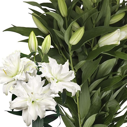 LILY ORIENTAL - ROSELILY ARETHA