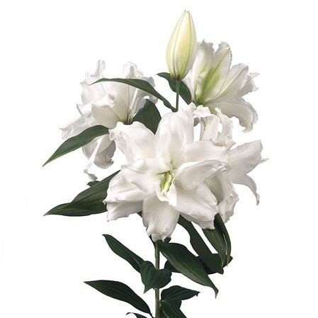 LILY ORIENTAL - ROSELILY DEJIMA