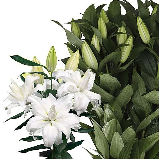 LILY ORIENTAL - ROSELILY EDSILIA
