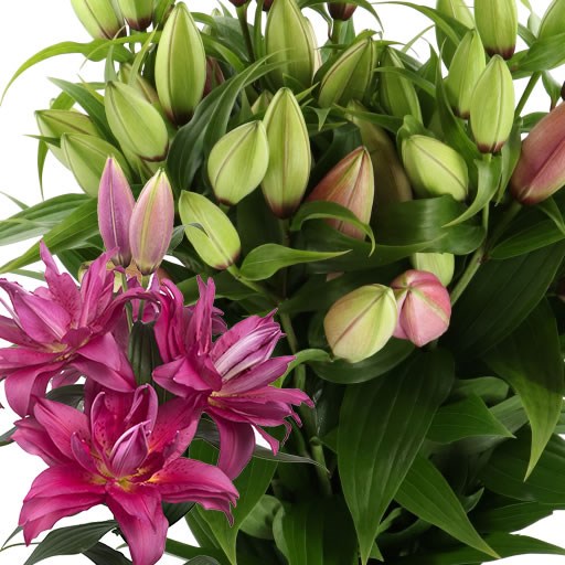 LILY ORIENTAL - ROSELILY FLORETTA