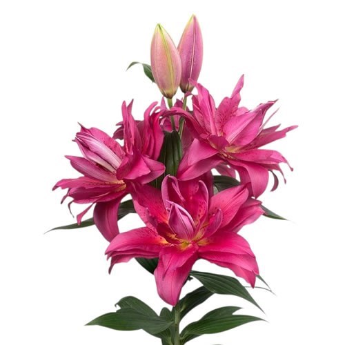 LILY ORIENTAL - ROSELILY FLORETTA