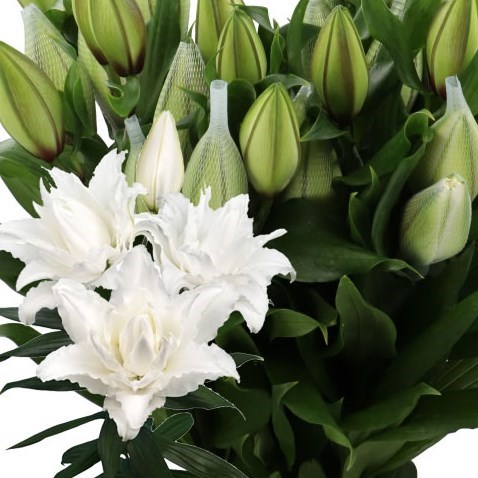 LILY ORIENTAL - ROSELILY NADIA