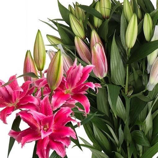 LILY ORIENTAL - ROSELILY NATASCHA